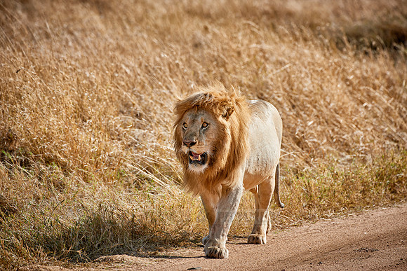 huge male lion walking