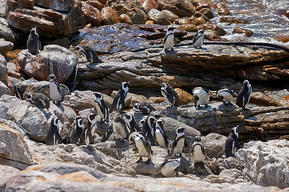 Colony of African Penguin
