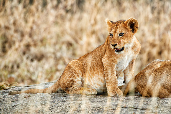 cute ​lion cub