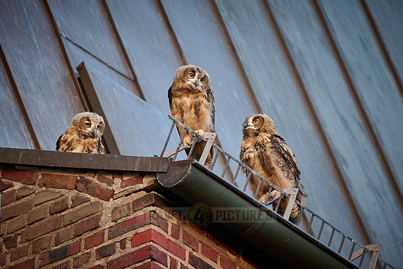 Eurasian eagle-owl (Bubo bubo), three fledglings on a roof