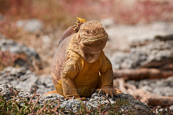 Galapagos Land Iguana