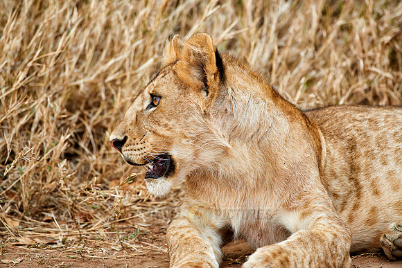 cute ​lion cub