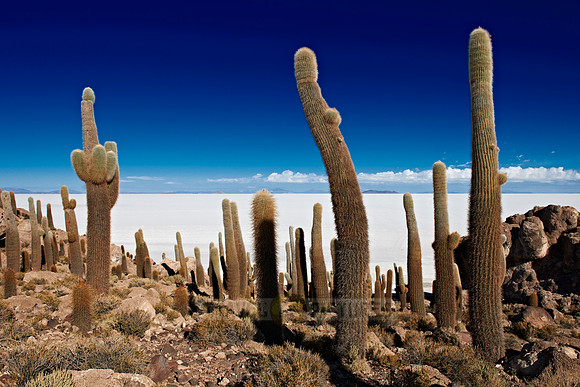 Inkahuasi Island, Salar de Uyuni