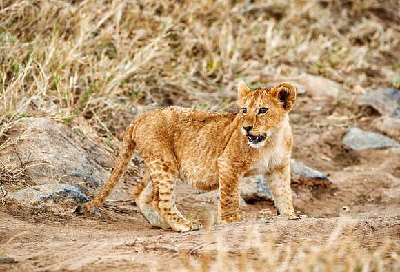 cute ​lion cub