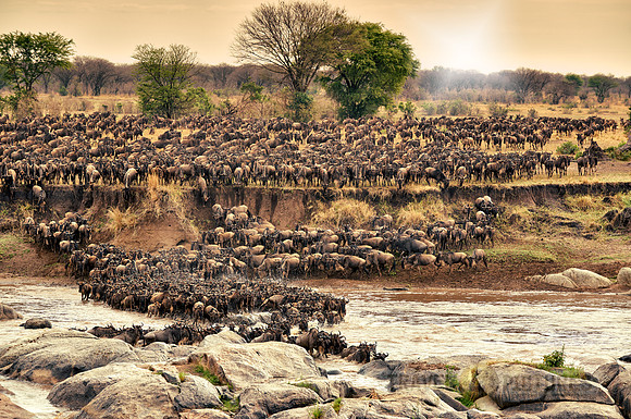 herd of wildebeest crossing Mara River
