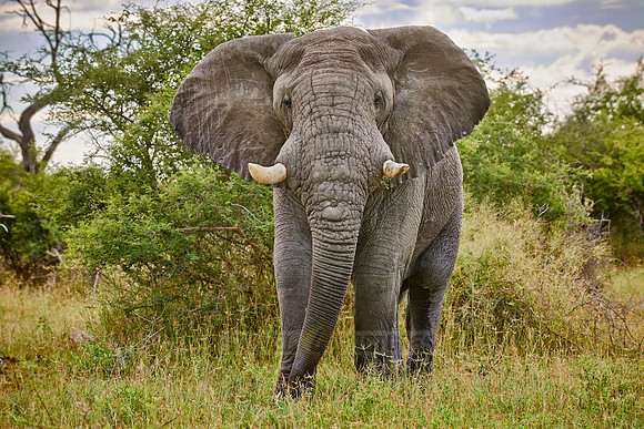 old aggressive male African elephant