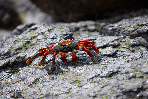 red rock crab, Grapsus grapsus