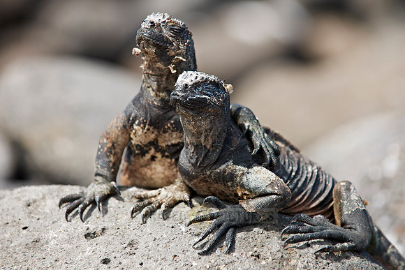 endemic Marine Iguana