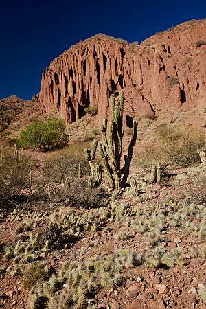 cacti and erosion landscape