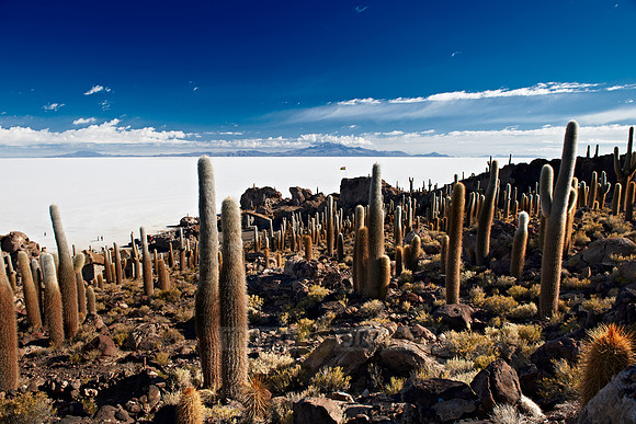 Inkahuasi Island, Salar de Uyuni