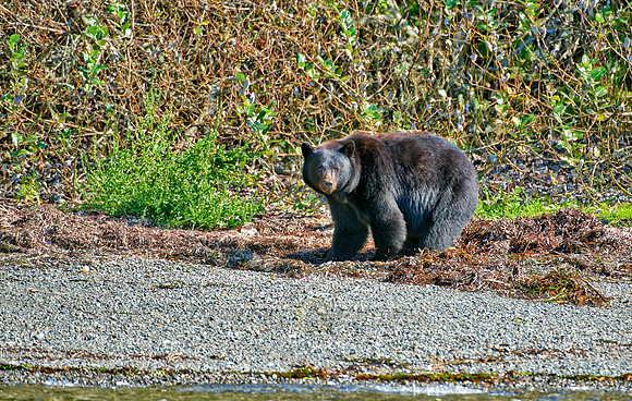huge male American black bear