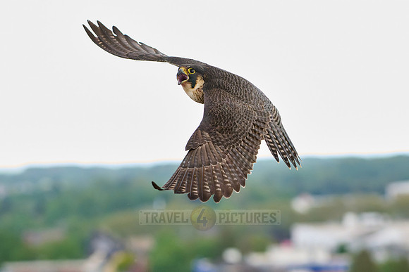 Peregrine Falcon in flight