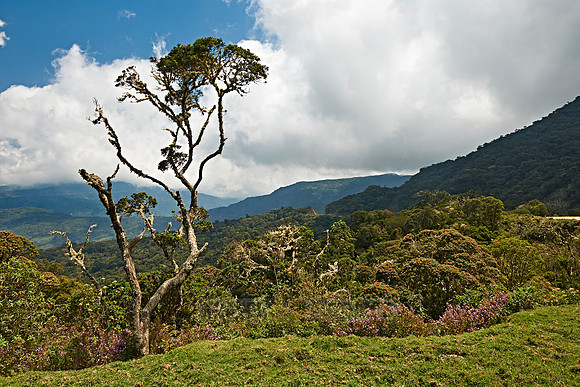 cloud forest of La Siberia