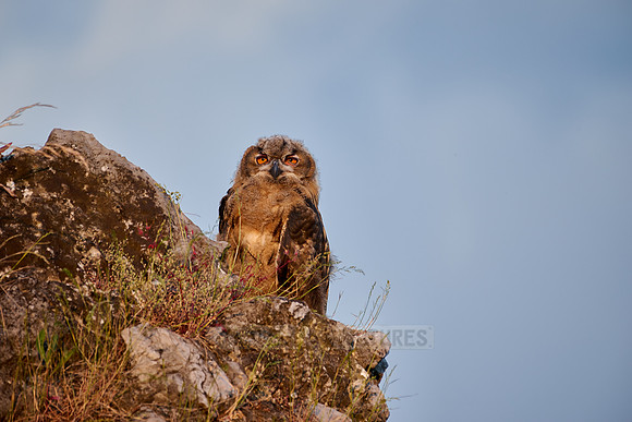Eurasian eagle-owl fledgling (Bubo bubo) on a rock