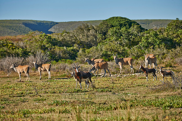 antilopes in De Hoop
