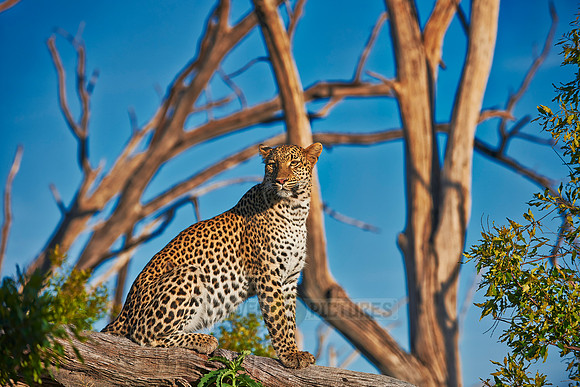 leopard (Panthera pardus)