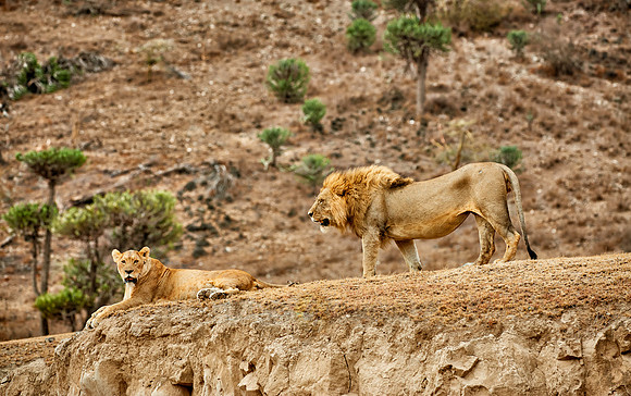 mating lions in Ngorongoro crater