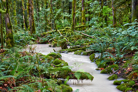 milky river in Great Bear Rainforest