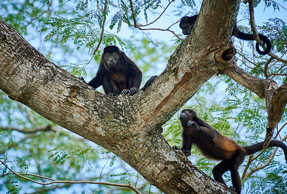 mantled howler (Alouatta palliata)