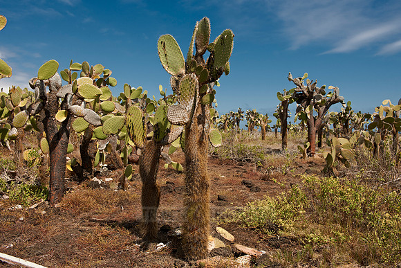 Galapagos giant cactus