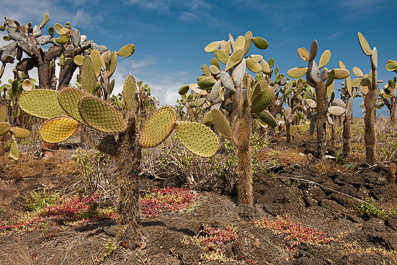 Galapagos giant cactus