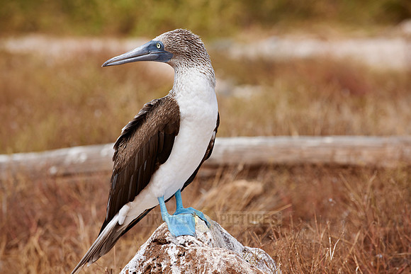 Blue-footed Booby