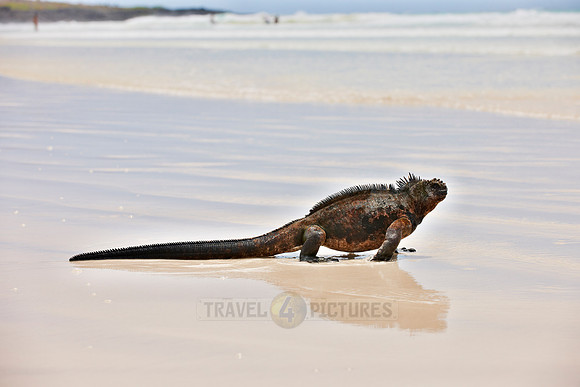 Marine Iguana on beach