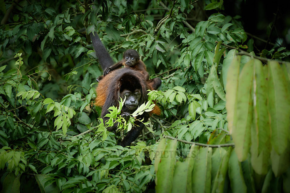 Mantled Howler Monkey feeding with baby on its back