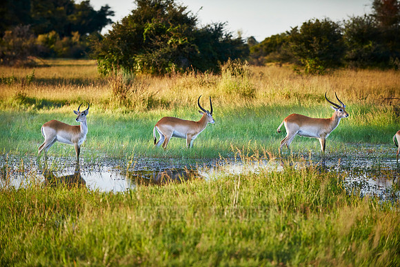 Red lechwe