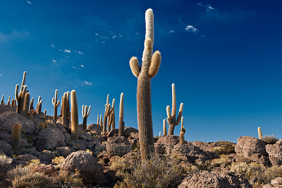 Inkahuasi Island, Salar de Uyuni