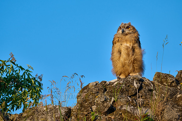 Eurasian eagle-owl (Bubo bubo), fledgling on a rock