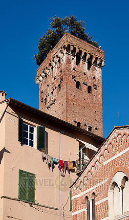 medieval Torre Guinigi tower with holm oaks trees on its top, Lucca