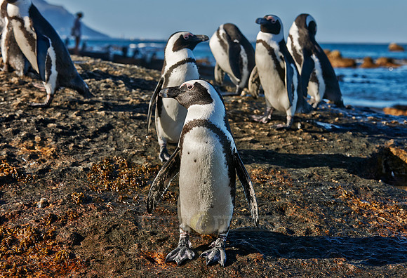 African Penguin