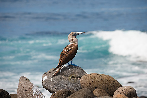 Blue-footed Booby
