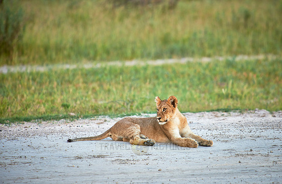 lion cub