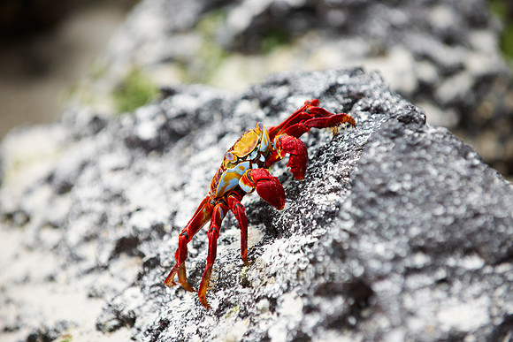 red rock crab, Grapsus grapsus