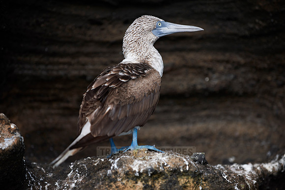 Blue-footed Booby, Sula nebouxii