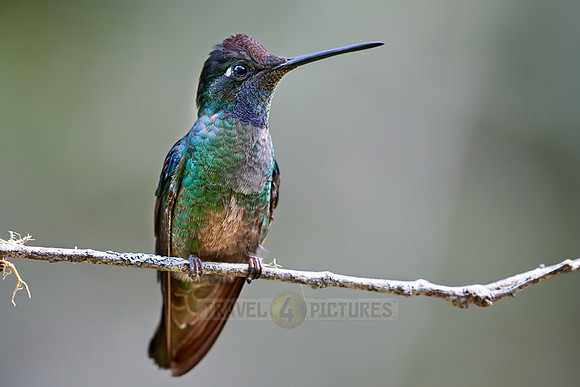 Talamanca hummingbird or Magnificent hummingbird (Eugenes spectabilis)