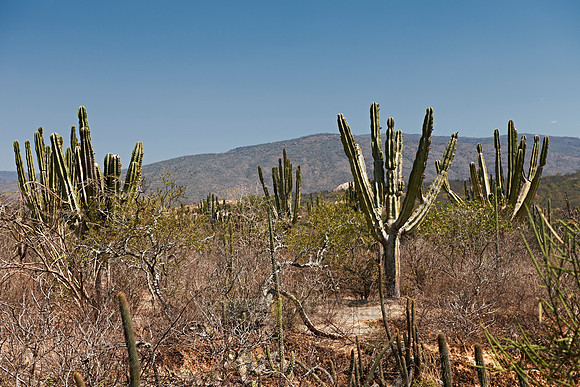 cacti forest