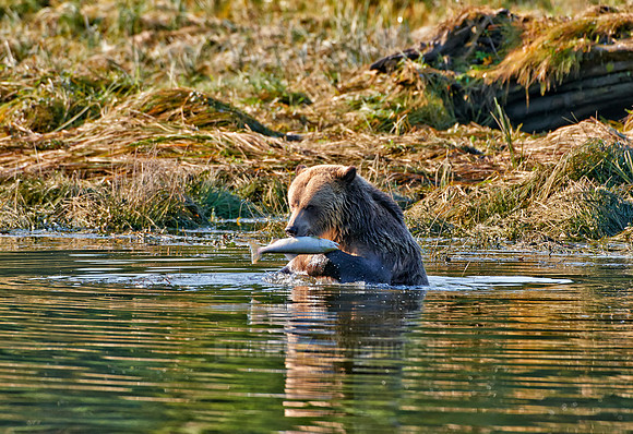 Grizzly bear at Knight Inlet