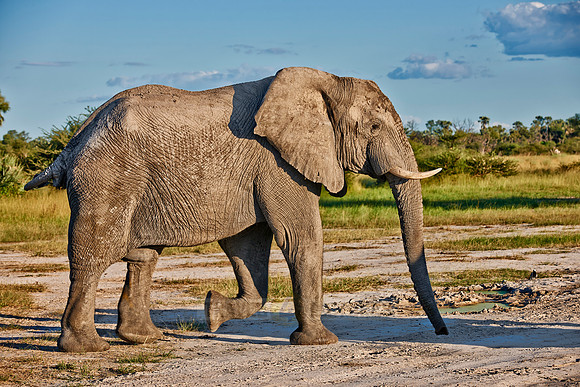 African bush elephant