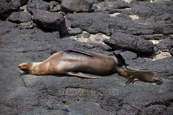 breastfeeding Galapagos Sea Lion