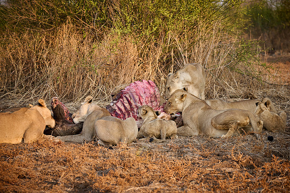 pride of lioness (Panthera leo) at buffalo kill