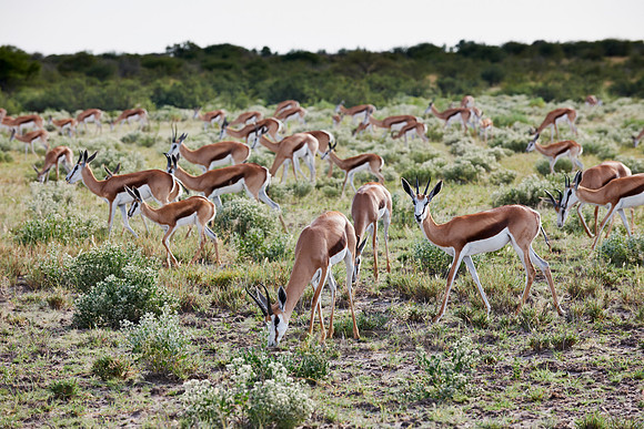 Springbok