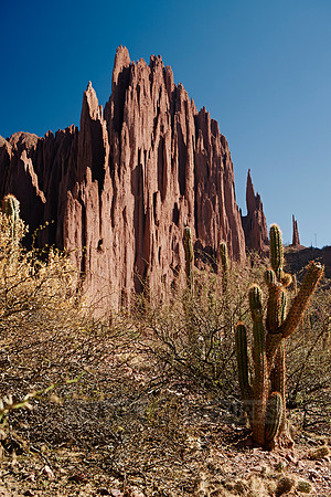 cacti and erosion landscape