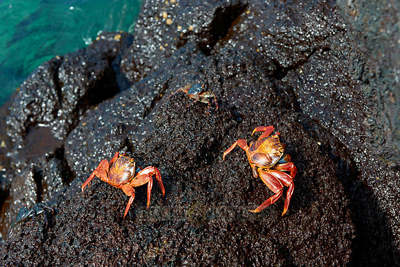 red rock crab, Grapsus grapsus