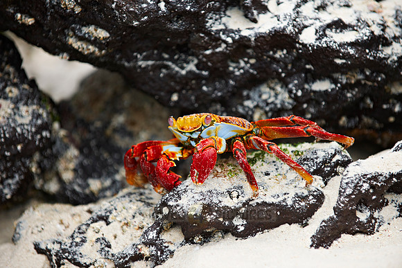 red rock crab, Grapsus grapsus