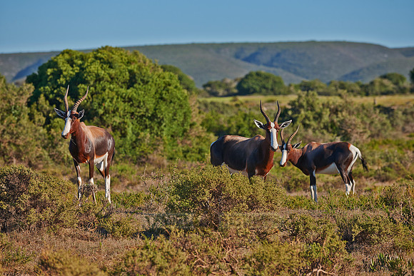 Bontebok (Damaliscus pygargus pygarus)