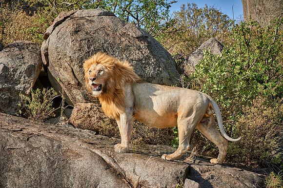 huge male lion on a kopje