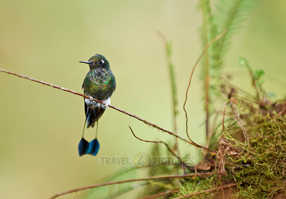 Booted Racket-tail (Ocreatus underwoodii)